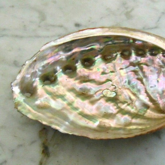 Beautiful Abalone Shell Antique & Vintage lot of 4~Size 8"~8"~6.5"~4 3/4''inches - Picture 14 of 16